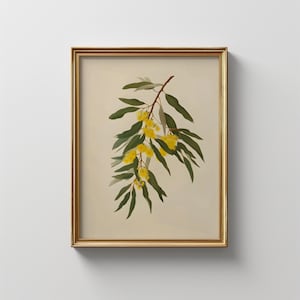 Arte mural botánico vintage de acacia dorada / Flora nativa australiana imprimible / Flores de Australia / Decoración de pared / Descarga digital