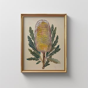 Vintage Banksia Flower Print: Australian Botanical Art (Digital Download)
