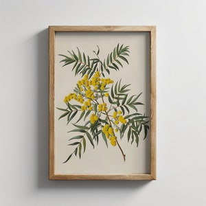 Vintage Wattle Flower Print: Australian Native Botanical Art (Digital Download)