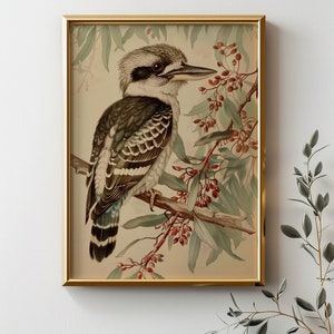 Vintage Kookaburra | Digital Download | Australian Birds Wildlife | Bird Wall Art | Printable Download