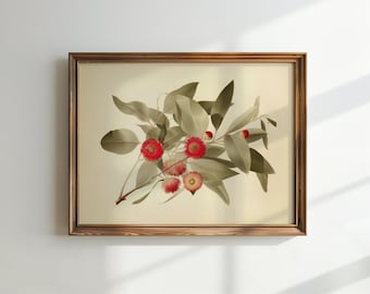 May include: A framed botanical illustration of a branch of eucalyptus with red flowers and green leaves on a cream background.