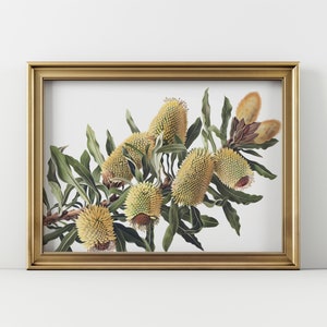 Vintage Banksia Flower Print: Australian Botanical Art (Digital Download)
