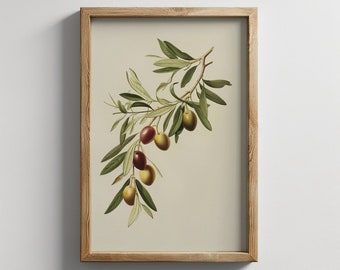 Vintage Olive Branch Print: Botanical Wall Art (Digital Download)