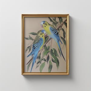 Vintage Botanical Budgie Birds | Digital Download | Australian Native Bird budgerigar | Blue and White Bird | Australia Bird Wall Art