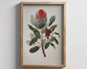 May include: A framed botanical illustration of a red and green Banksia flower with a white background.
