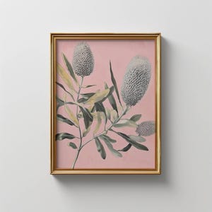 Vintage Banksia Blumen Print: Australische Blumenkunst (Digitaler Download)