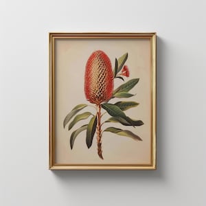 Vintage Banksia Print: Australian Botanical Art (Digital Download)