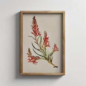 Vintage Kangaroo Paw Print | Australian Native Botanical Digital Download | Australian Flower Home Decor Design