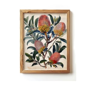 Vintage Banksia Flower Print: Australian Native Wall Art (Digital Download)