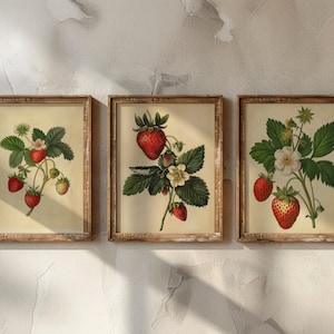 Colección Vintage de Fresas (Juego de tres piezas) / Arte mural botánico de fresas / Descarga digital
