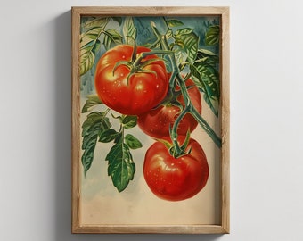 May include: Vintage botanical illustration of three red tomatoes on a vine with green leaves. The tomatoes are depicted in a realistic style with detailed shading and highlights.
