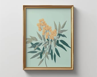 Vintage Wattle Flower Print: Pastel Green Floral Illustration | Australian Native Flower | Botanical Decor (Digital Download)