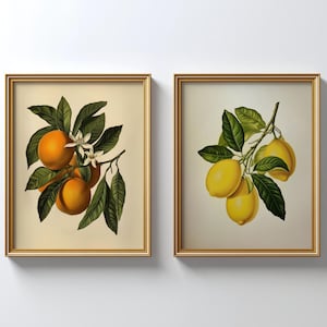 Vintage botanische Orange und Zitrone 2er-Set Wandkunst | Digitaler Download | Citrus Set Galerie | Orange Zitrone Küchen Dekor Landhaus