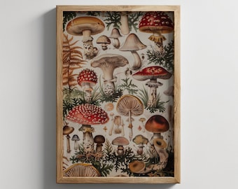 May include: A framed vintage botanical illustration featuring a variety of mushrooms in various colors and shapes, including red, white, and brown. The mushrooms are depicted against a white background with green foliage.