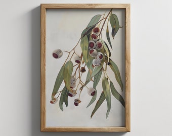 May include: A framed botanical print featuring a branch of eucalyptus with green leaves and clusters of small, round, gray and red seed pods.