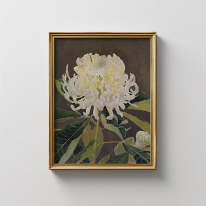 Vintage witte botanische muurkunst Waratah | Digitale download | Australische inheemse bloem