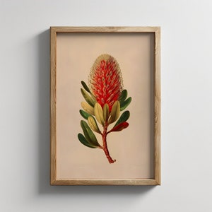 Vintage Banksia Print: Australian Botanical Art (Digital Download)