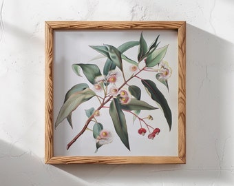 Vintage Eucalyptus Print: Australian Gum Tree Blossom (Digital Download)