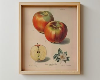 Impression botanique de pommes vintage : décoration de cuisine rustique (téléchargement numérique)