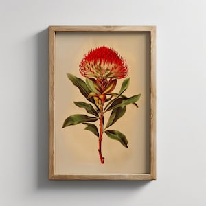 Vintage Waratah Flower Print | Australian Botanical Flowers | Digital Download | Australian Wall Art