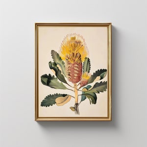 Vintage Banksia Print: Australian Native Flower Botanical Art (Digital Download)