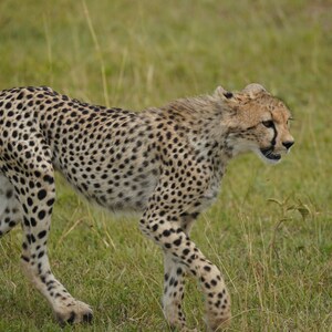 Cheetahs on the Serengeti
