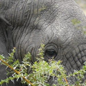 Elephant Bundle