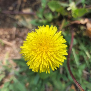 Beautiful Dandelion