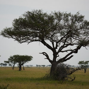Paisagem do Serengeti
