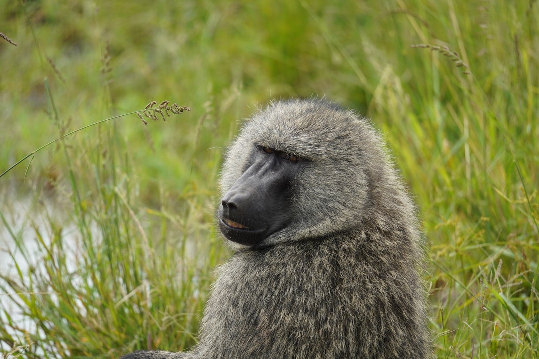 Smiling Baboon - Etsy
