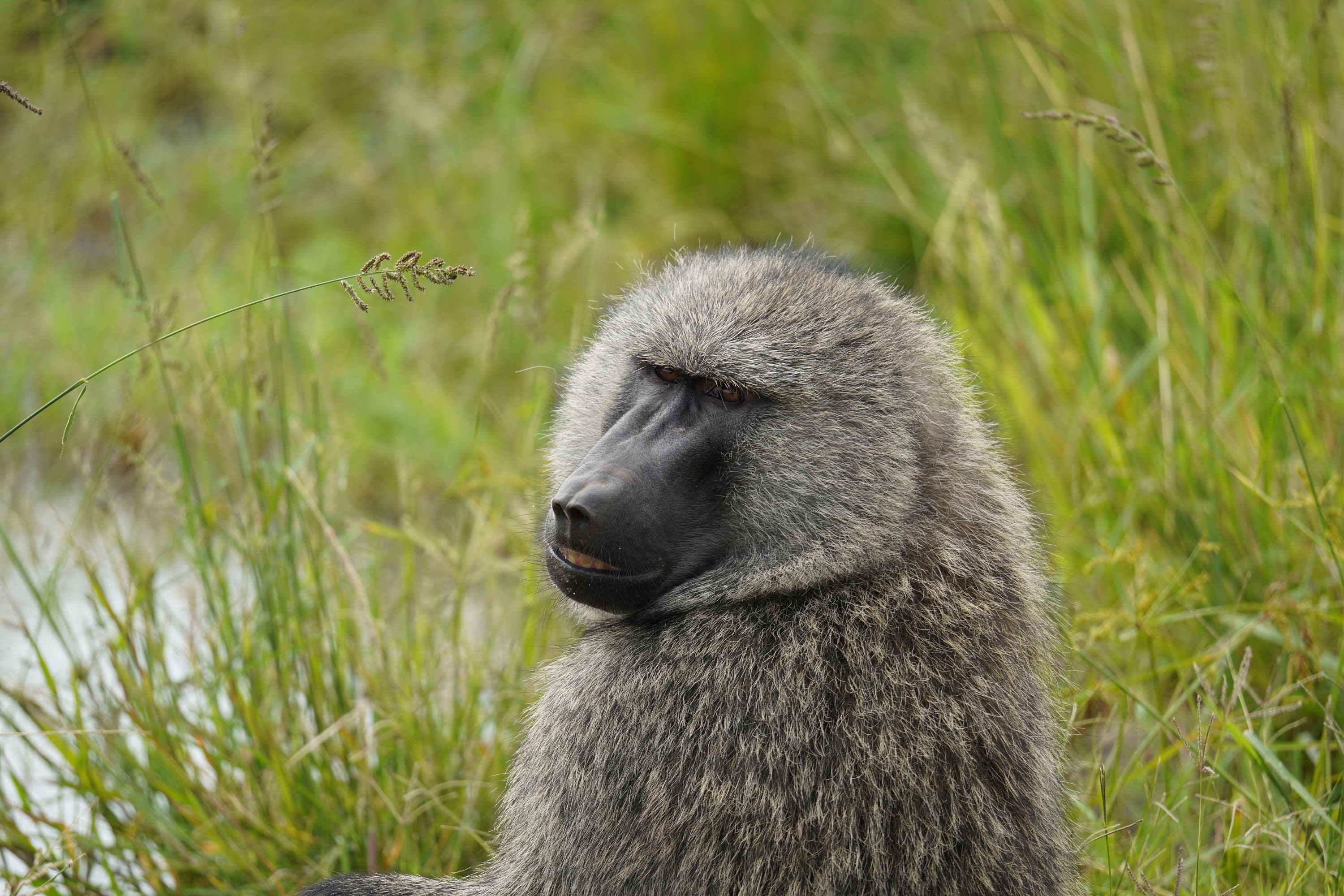 Smiling Baboon - Etsy