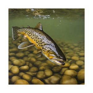 Trout Picture -  Canada