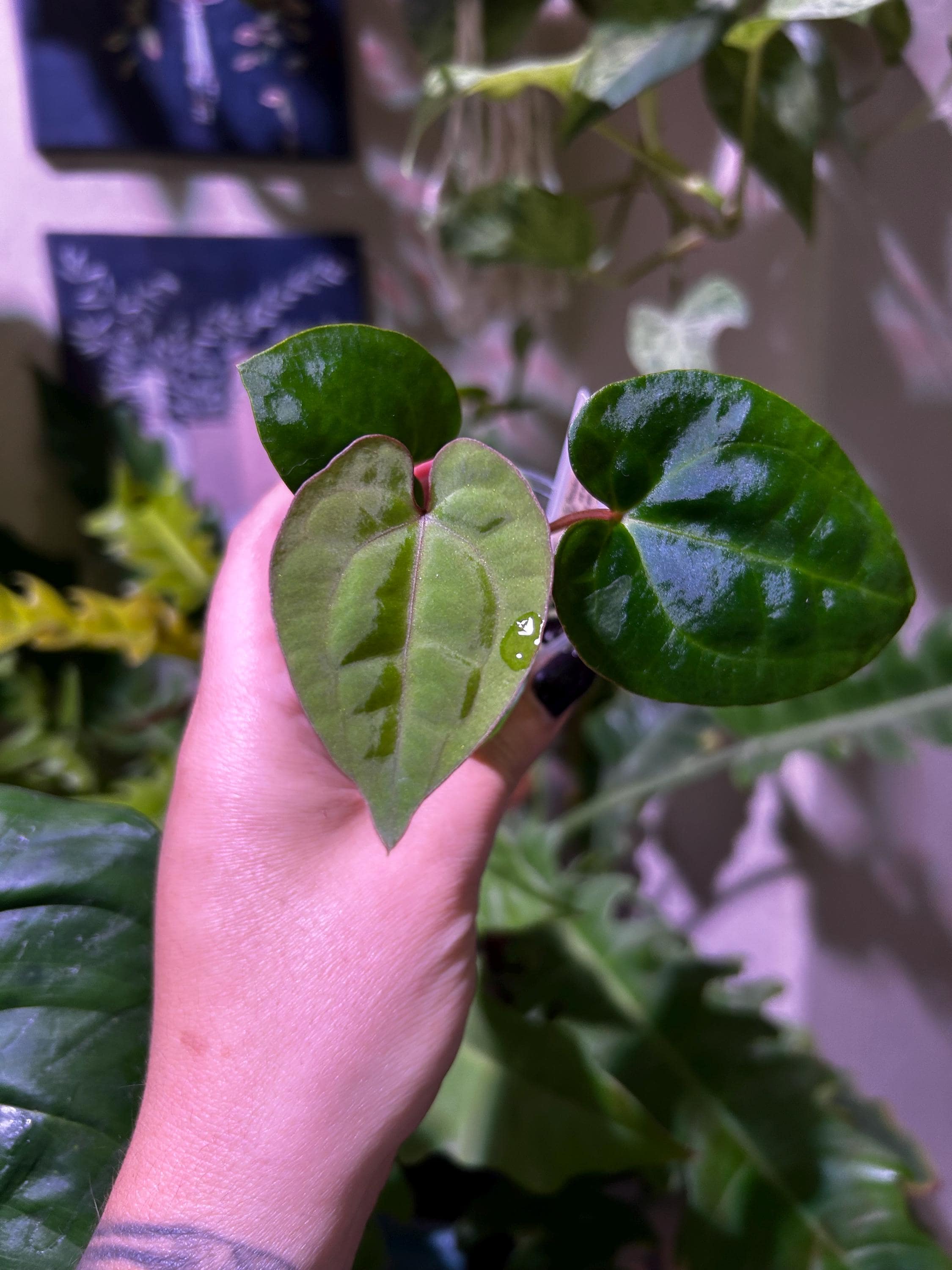 Viola wittrockiana F₁ Inspire® DeluXXe Red Blotch | Benary