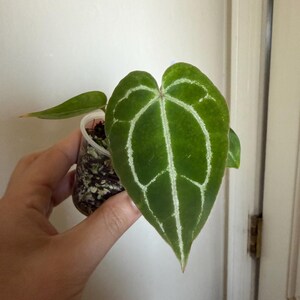 Anthurium Magnificum X Luxurians - Etsy