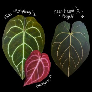 Anthurium NOID ‘raspberry’ X (mag X Forgetii) *pick You Plant* - Etsy