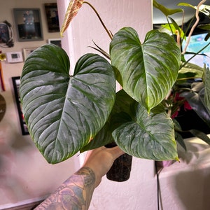 Philodendron Majestic ‘multiple plants in pot’