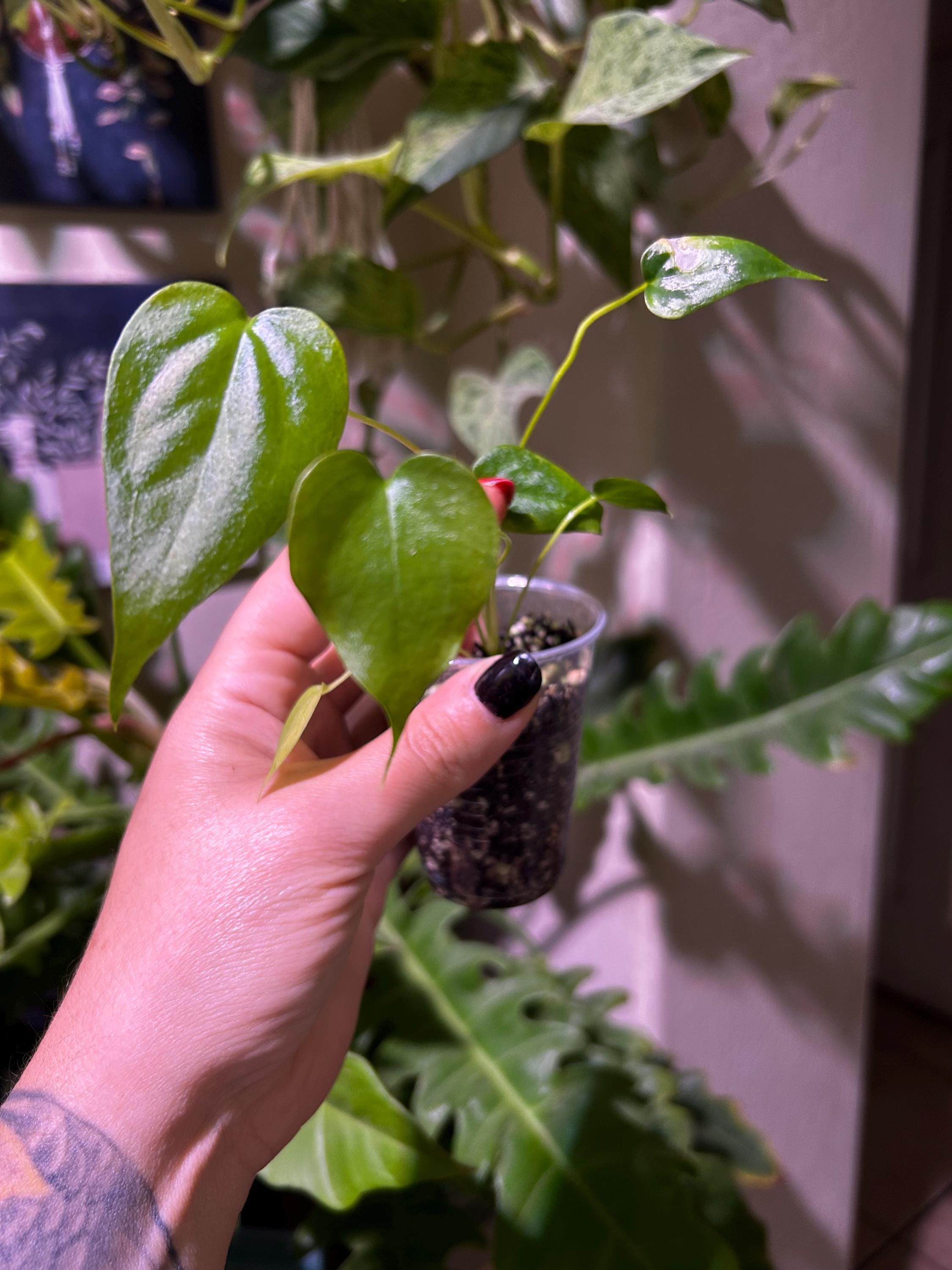 Anthurium Zara x self 実生株