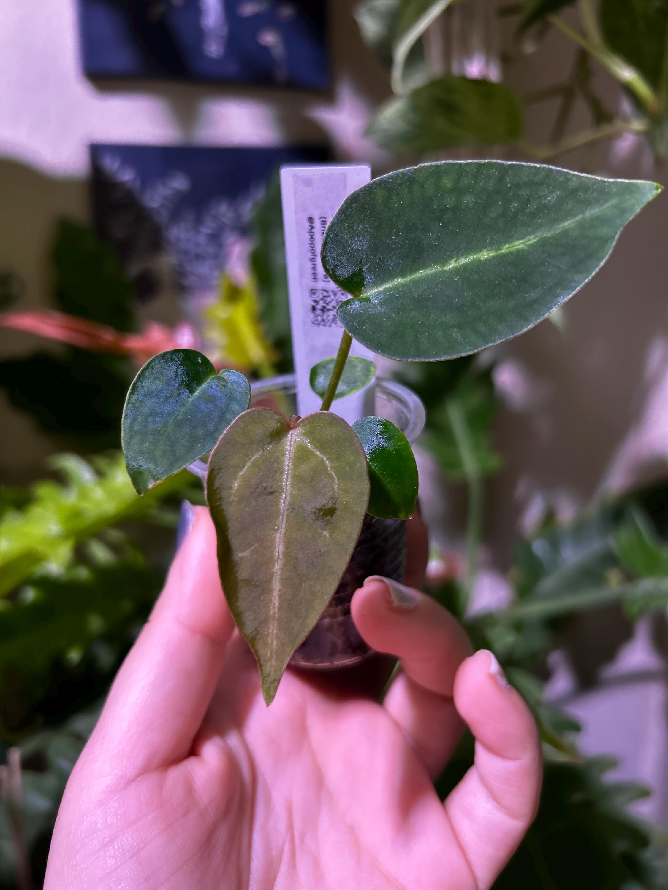 Anthurium Magnificum 