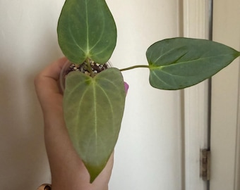 Anthurium NOID X (Subsignatum X Papillilaminum) *Pick your plant!*
