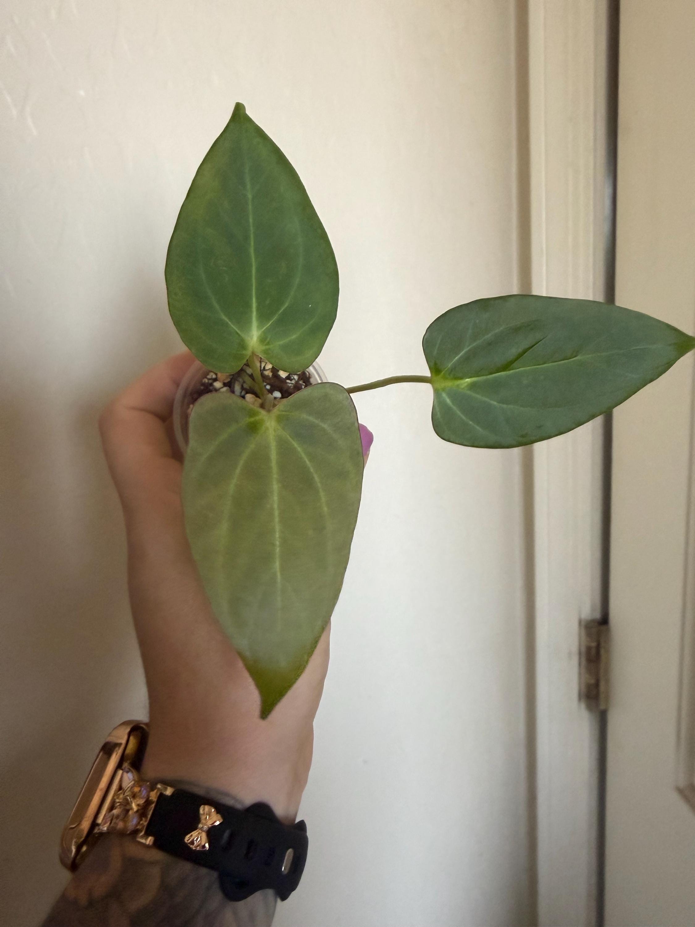 Anthurium Subsignatum - Etsy