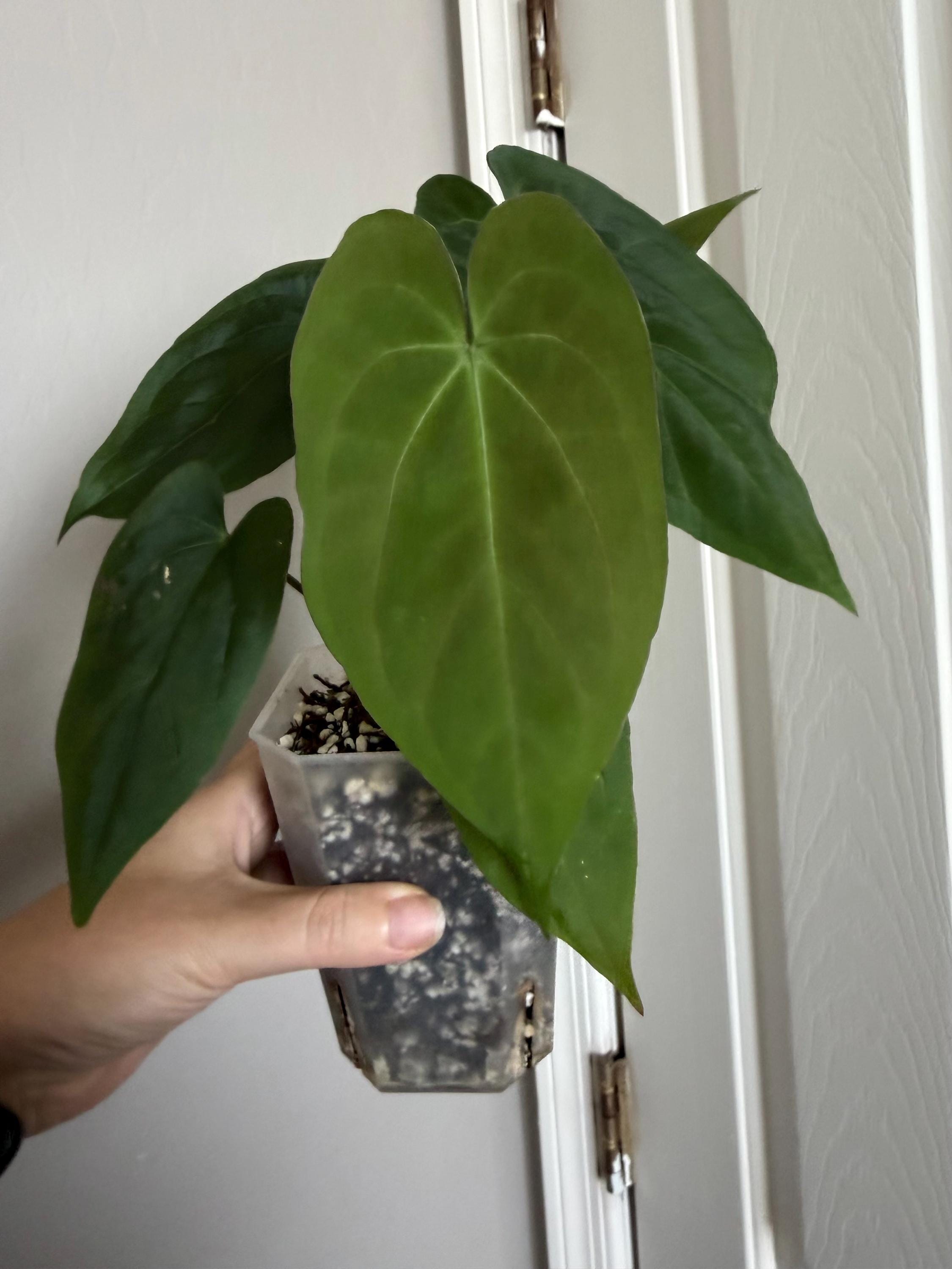 Anthurium Zara X - Etsy