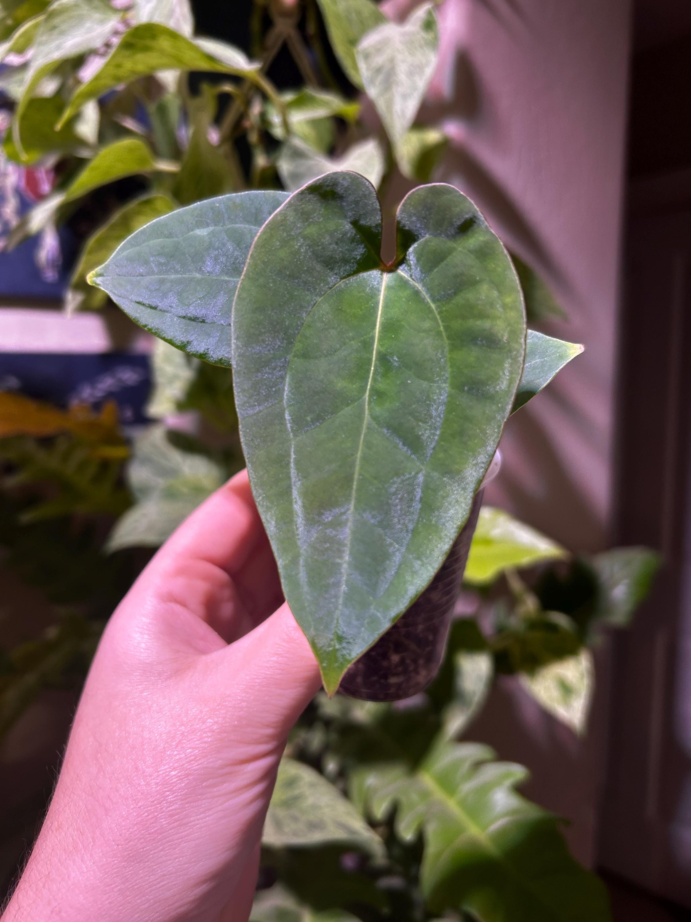 Anthurium (pap Gatorskin X Narrow Besseae Aff) X SC Noid #55 - Etsy