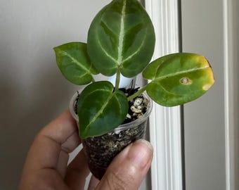Seed Grown Anthurium Dorayaki Silver X Purple Starter Plant (ALL