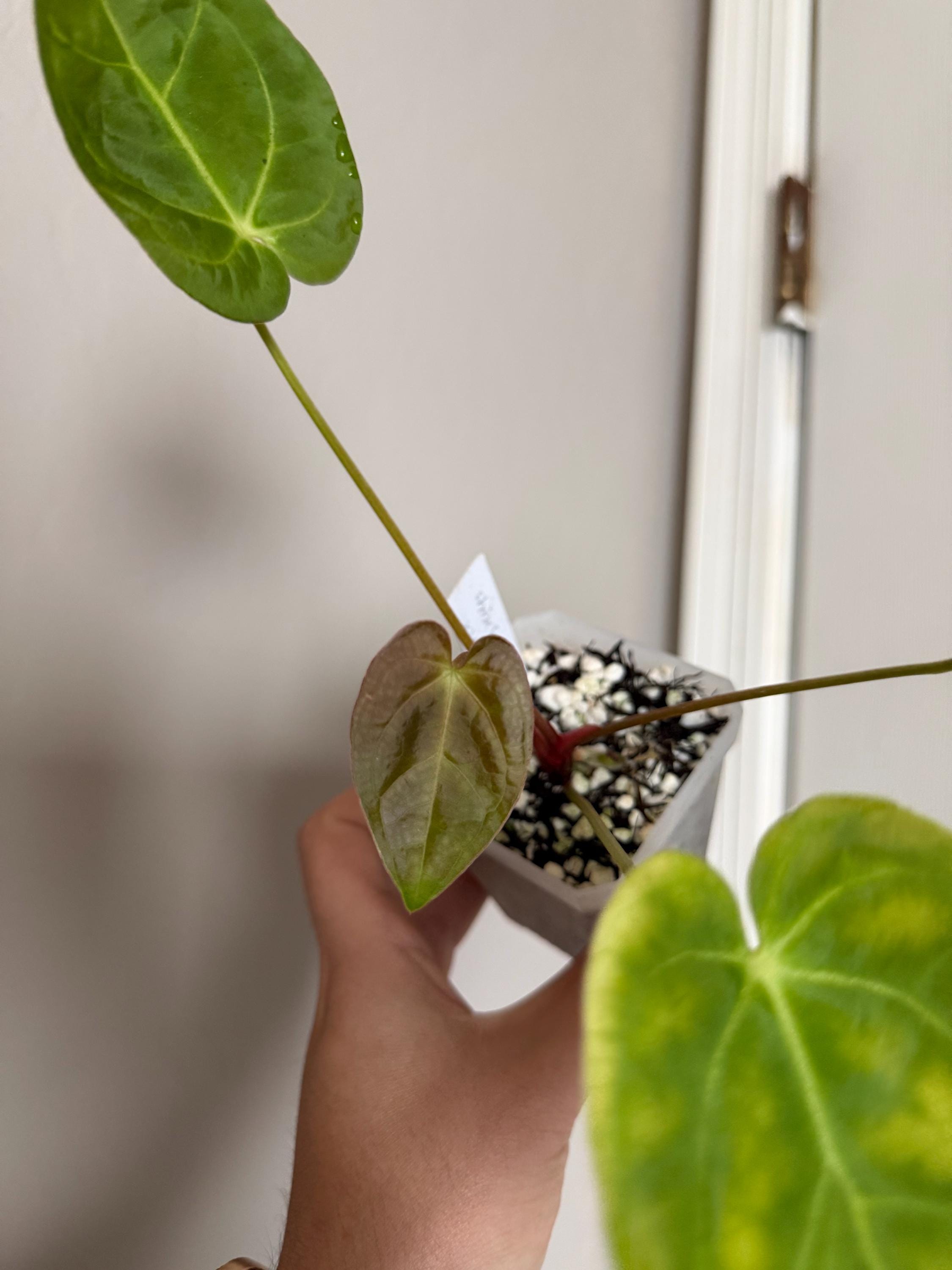 Anthurium Silver Blush X Michelle - Etsy