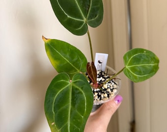 Anthurium Red Crystallinum X Caycee #34