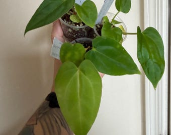 Anthurium Fort Sherman x Black Sweet 大株 Anthurium Fort Sherman x
