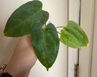 Seed Grown Anthurium Black Sweet X Fort Sherman Starter Plant (ALL