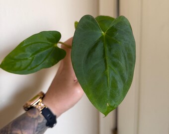 Seed Grown Anthurium Black Sweet X Fort Sherman Starter Plant (ALL