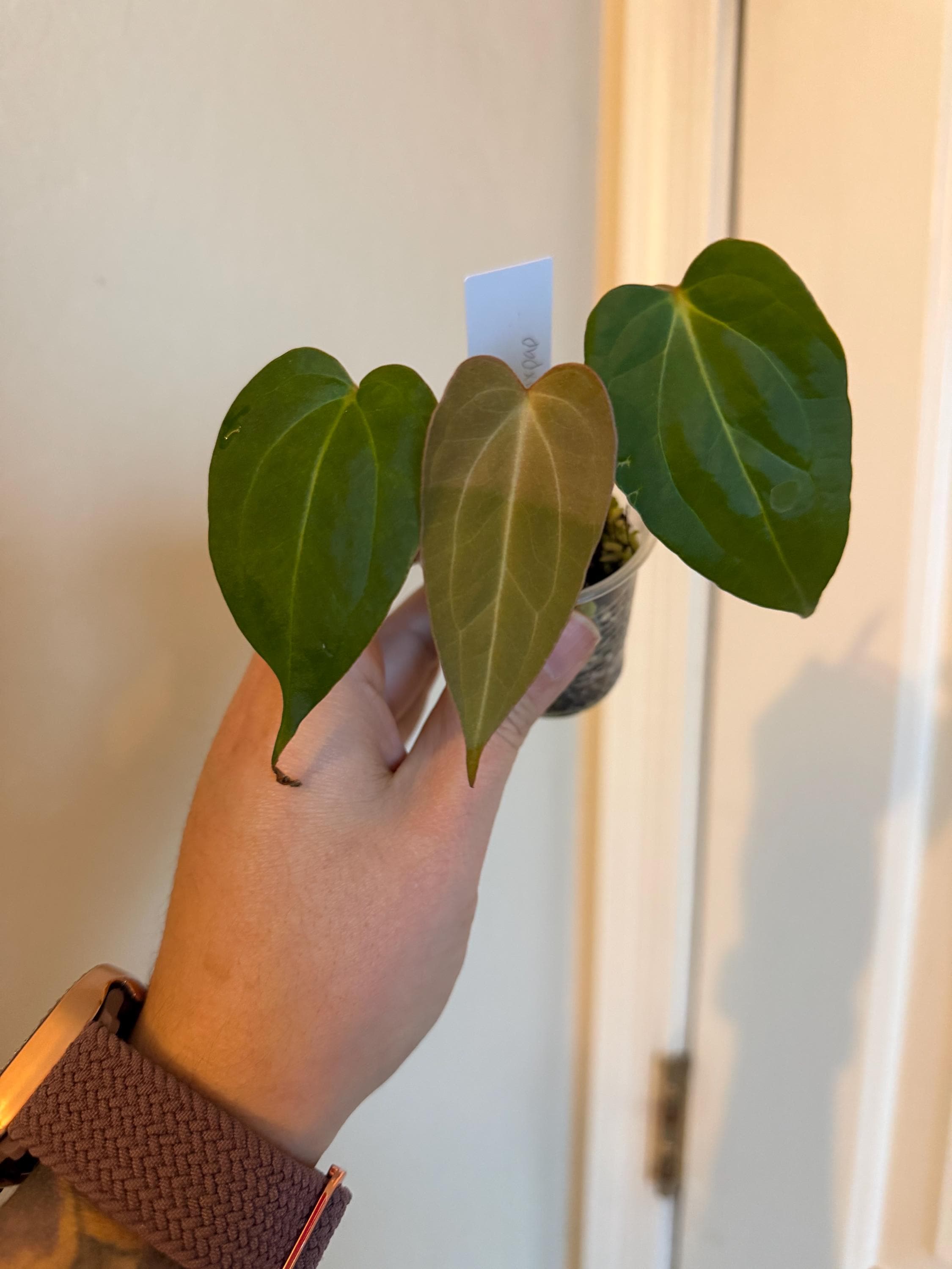 Anthurium Subsignatum - Etsy