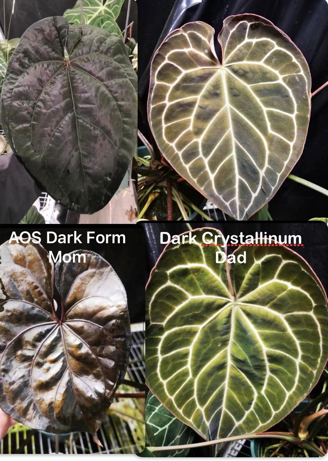 Anthurium Ace of Spades ‘dark Form’ X Dark Crystallinum - Etsy